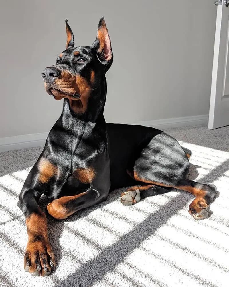 Пример фотографии: Doberman in Plaid